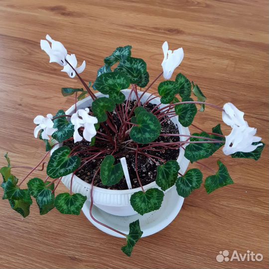 Цикломен персидский Чарли