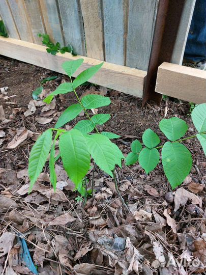 Грецкий орех (саженцы)