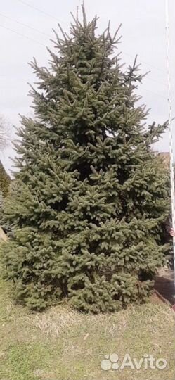 Крупномеры Ели, Сосны, Туи