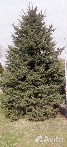 Крупномеры Ели, Сосны, Туи