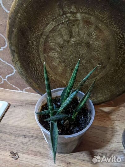 Сансивьерии