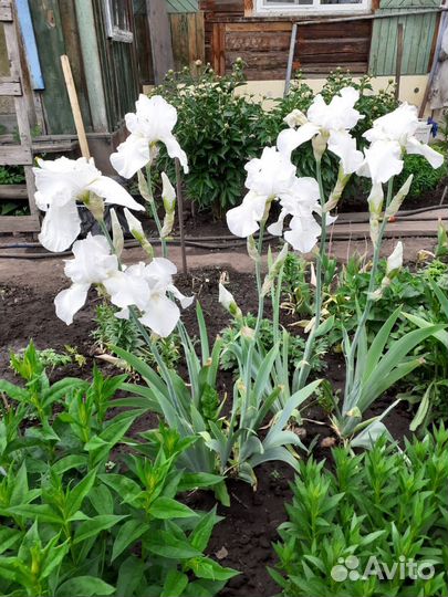 Ирисы разноцветные