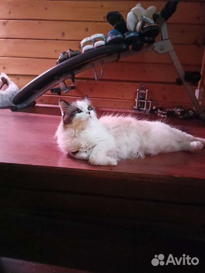 Кошка Рэгдолл вязка