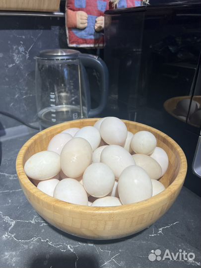Яйца утиные домашние