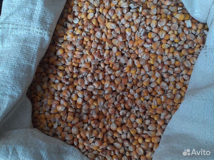 Семена горчицы