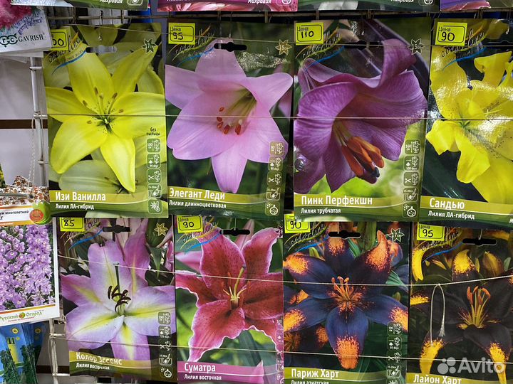 Лилии луковицы