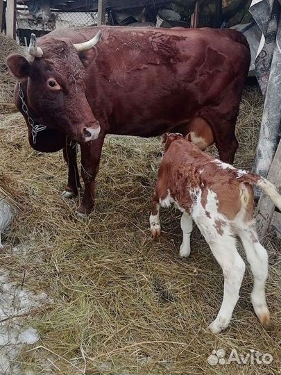 Корова дойная