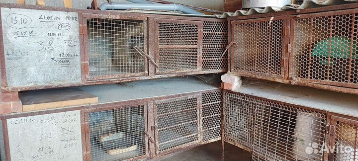 Клетка для нутрий