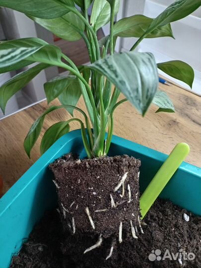 Аглаонема Maria Christina