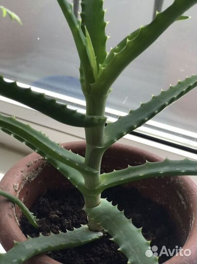 Алоэ - цветок в горшке