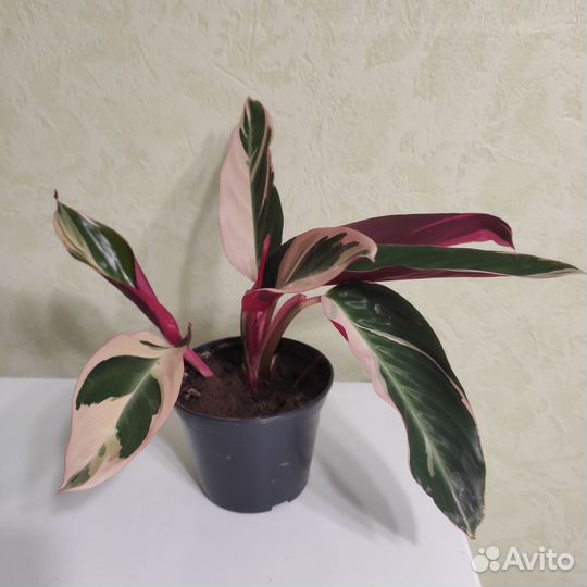 Комнатный цветок строманта триколор