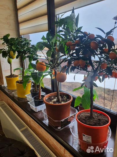 Кардамон, Мирт и прочее