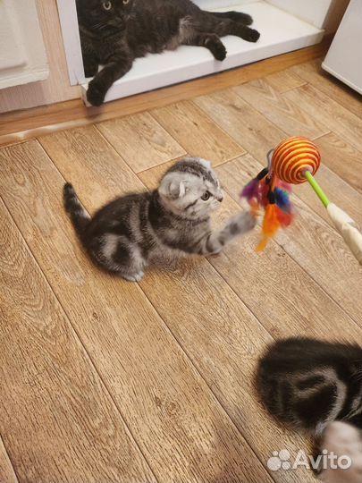 Шотландский котенок