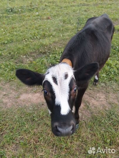 Корова стельная дойная