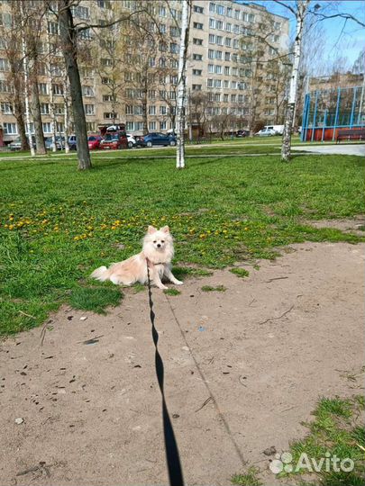 Передержка небольших собак