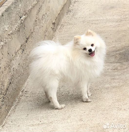 Шпиц (вязка)