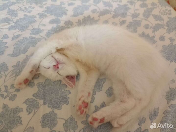 Котенок в дар бесплатно