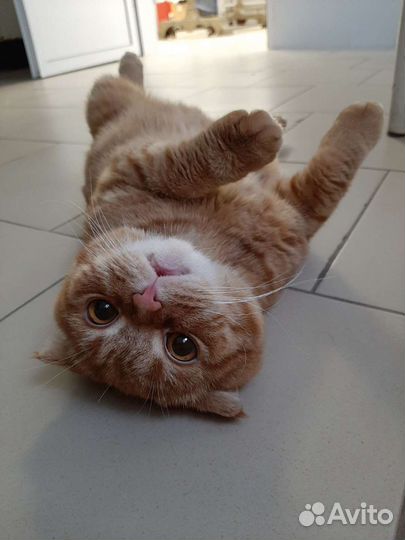 Кастрация, стерилизация собак и кошек