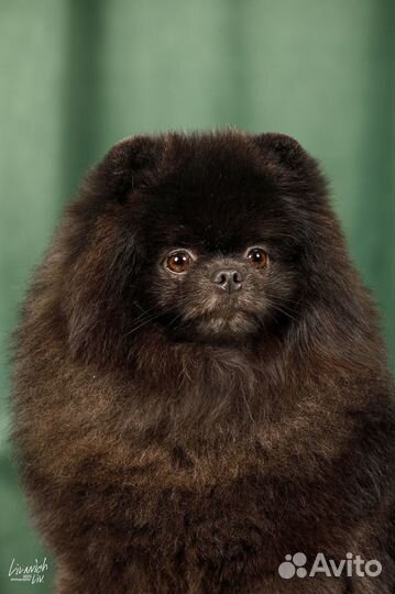 Кобель померанского шпица для вязки