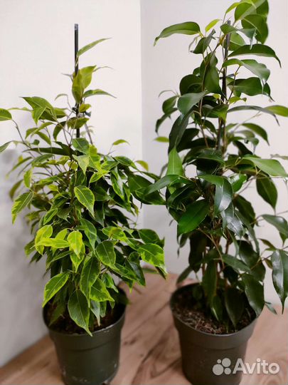 Фикус бенджамина