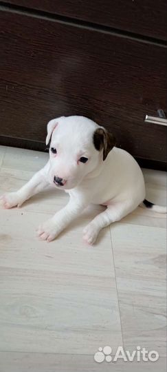 Щенки джек Рассел терьер гладкошерстный