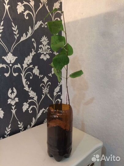 Сирень сортовая Ами Шотт, (саженцы) махровая голуб