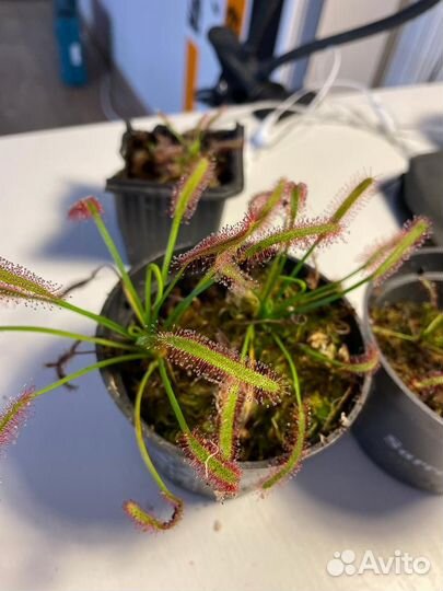 Росянка хищное растение