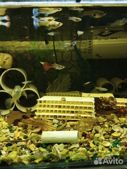 Аквариумные рыбки гуппи микс