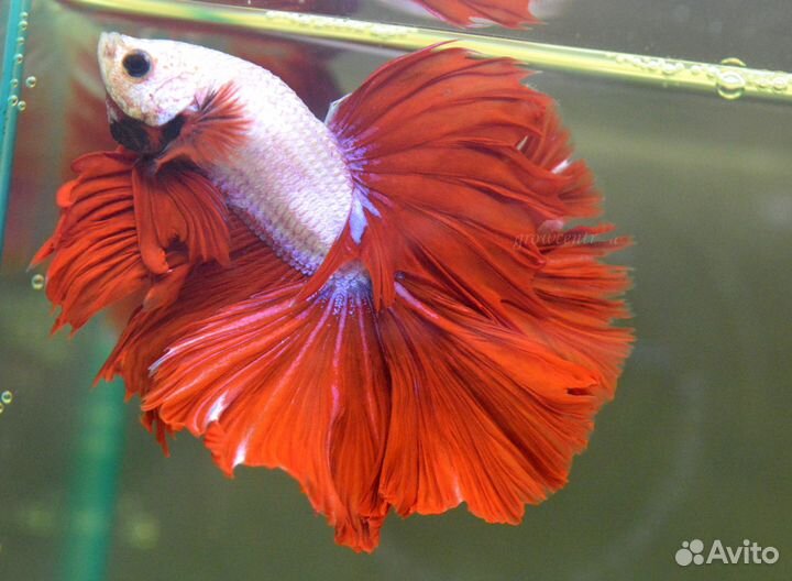 Петушок халф-мун и супер-дельта