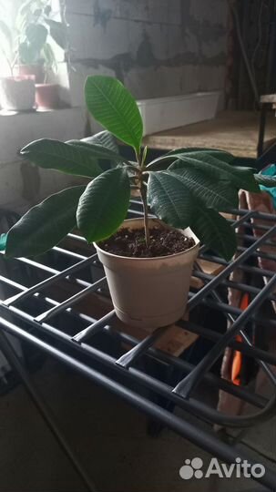 Молочай трехгранный