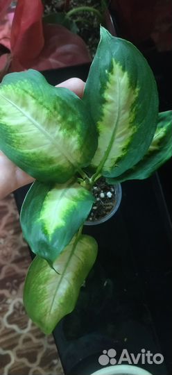 Диффенбахии