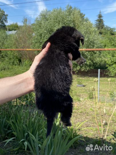 Щенок в добрые руки бесплатно маленькая порода