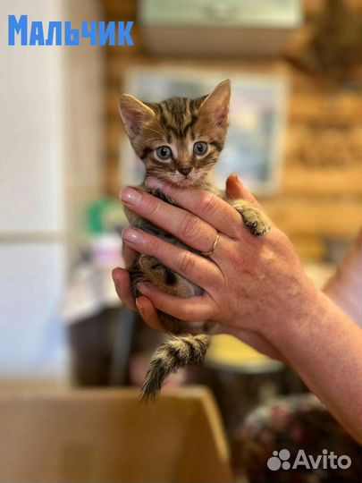 Котята в добрые руки бесплатно