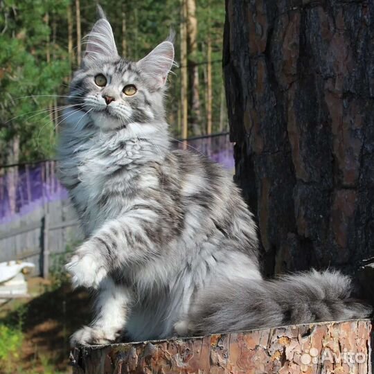 Шикарная девочка мейн-кун