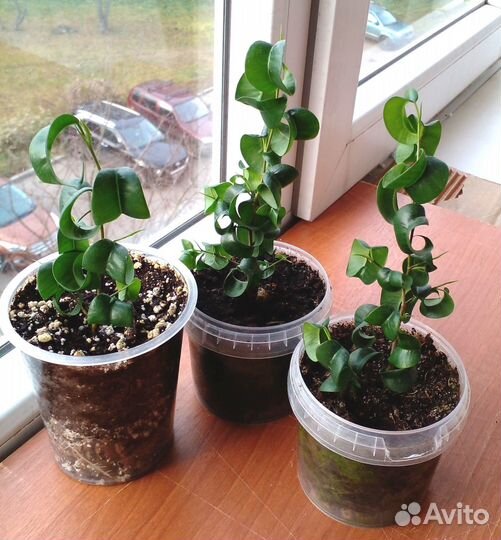 Фикусы Барокко (Барок) Н 16 и 13 см