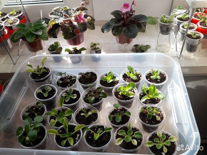 Продаются детки фиалок, разные сорта