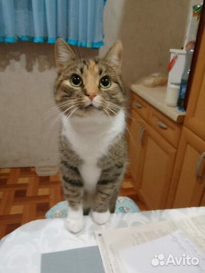 Кошка Ласкуша