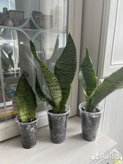 Сансевиерия Ларензи