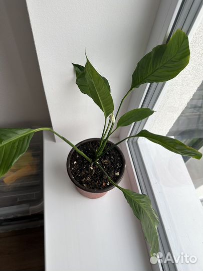 Спатифиллум