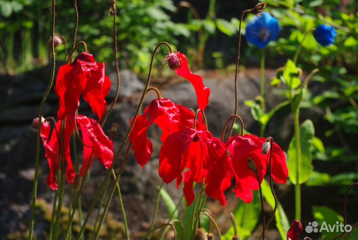 Meconopsis (меконопсис) семена