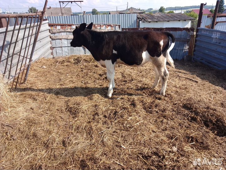 Продается телка