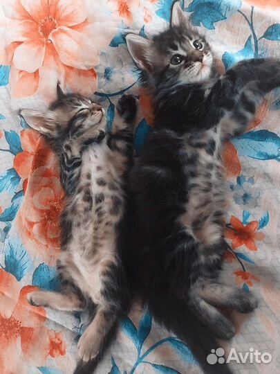 Котята мейн-кун