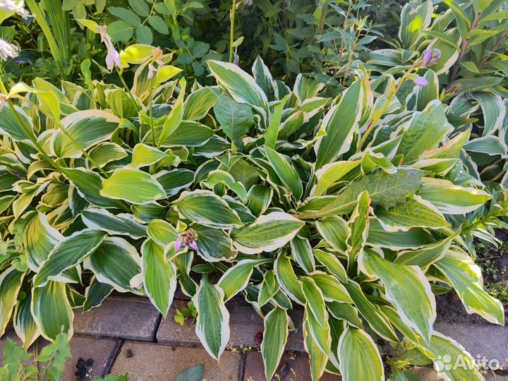 Хоста растение