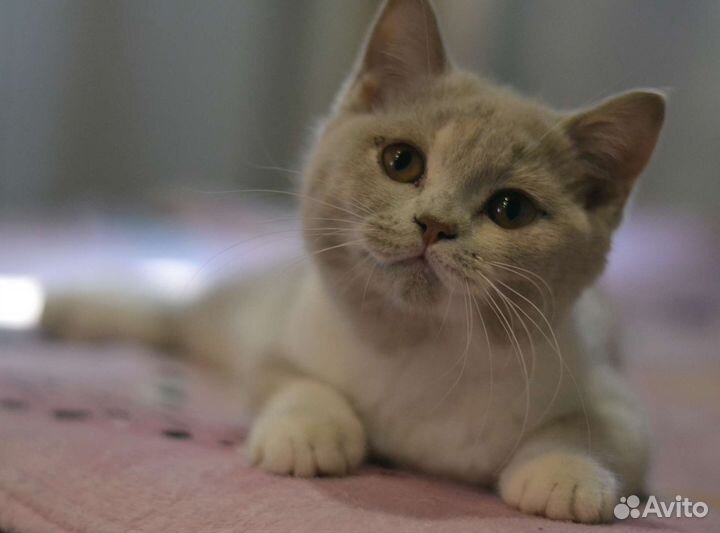 Британские котята