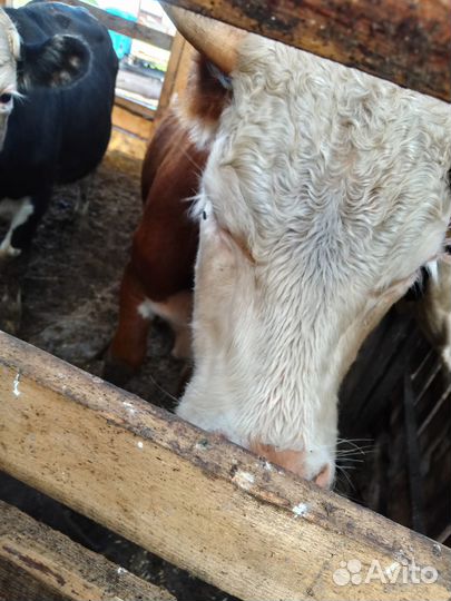 Продам годовалых бычков