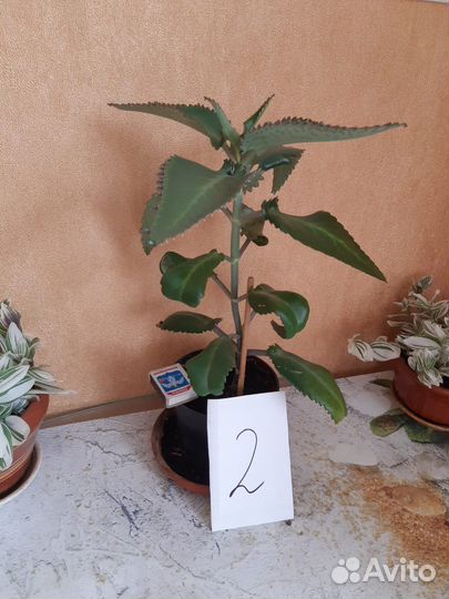 Каланхоэ лечебное