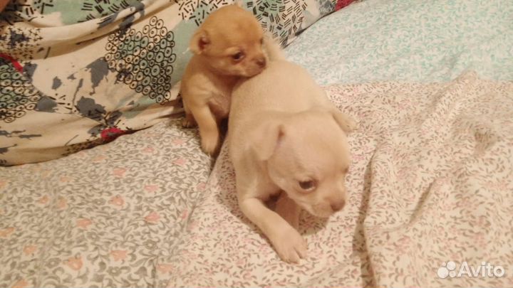 Щенки чихуахуа