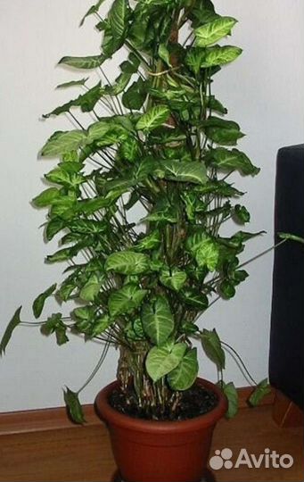 Сингониум, сансевьерия, спатифиллум хлорофитум