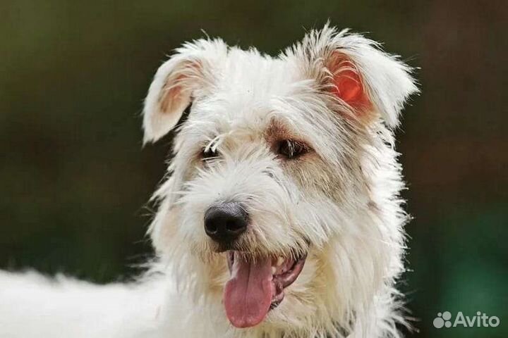 Шикарный пёс Бест ищет дом