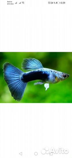 Аквариумные рыбки и креветки